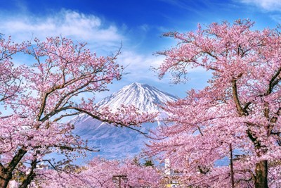 Tour Nhật Bản Tokyo: Tokyo - Núi Phú Sĩ -  Công viên Hoa Anh Đào Tokyo - 5N4D 