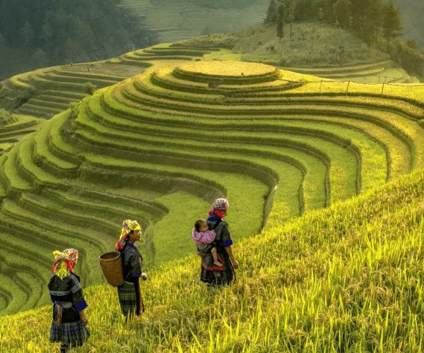 Mù Cang Chải